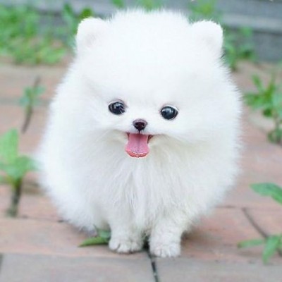Chó Phốc Sóc Pomeranian