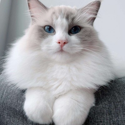 Mèo ragdoll