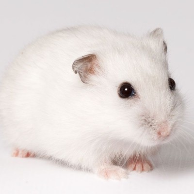 Hamster Winter White