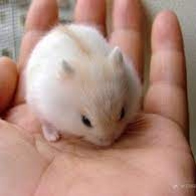 Hamster Abino
