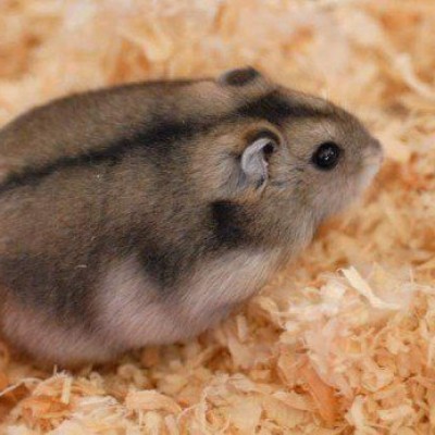 Hamster Campbell