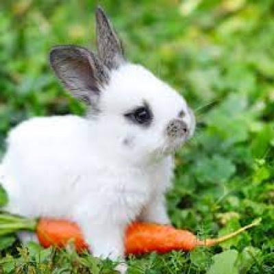 Thỏ Việt Nam