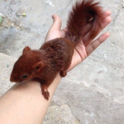 Sóc bông Thái Lan