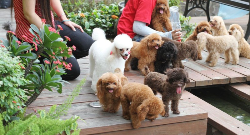 Vệ sinh trong cách chăm sóc chó