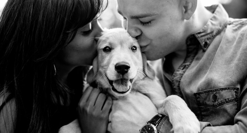 Bí quyết để huấn luyên chó thành công