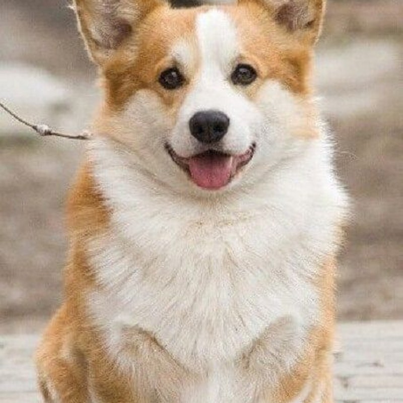 Chó Corgi 