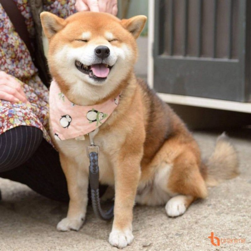 Chó shiba