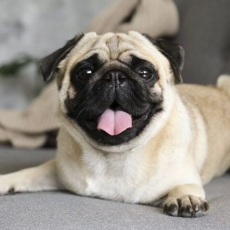 Chó Pug