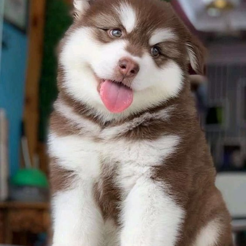 Chó Husky