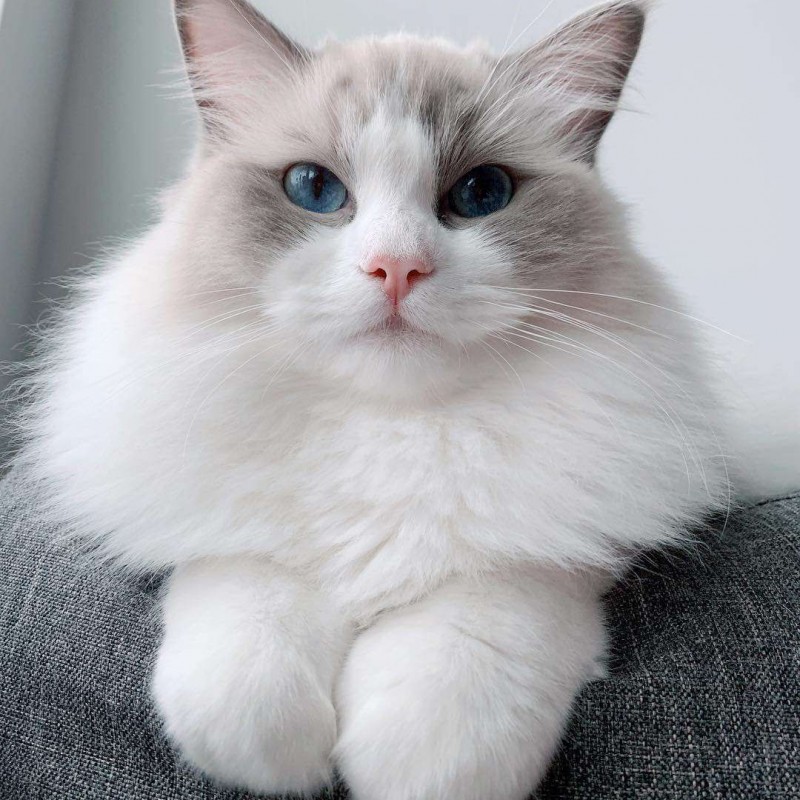 Mèo ragdoll