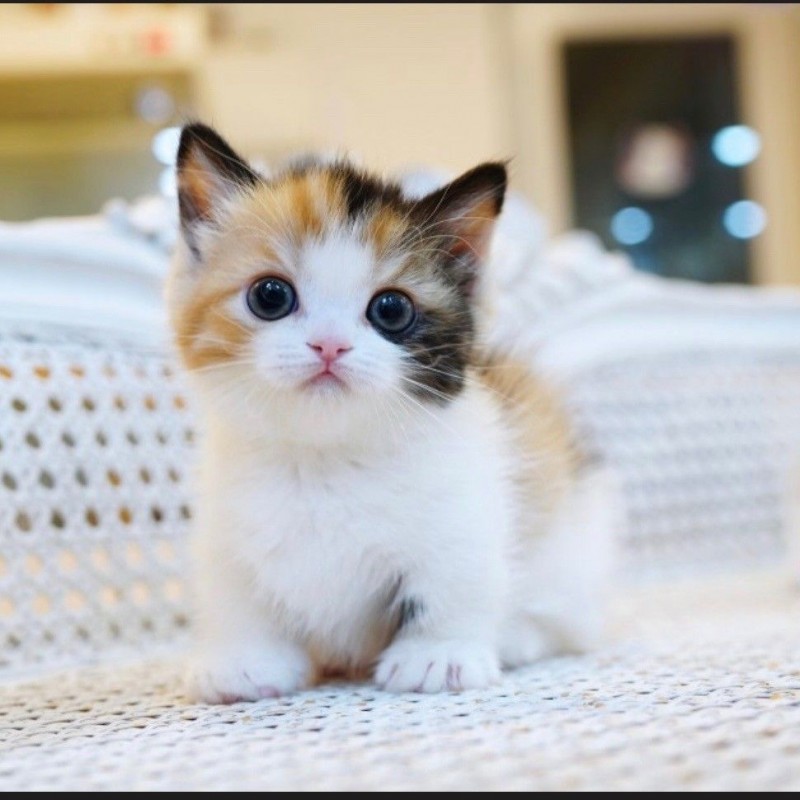 Mèo chân ngắn Munchkin