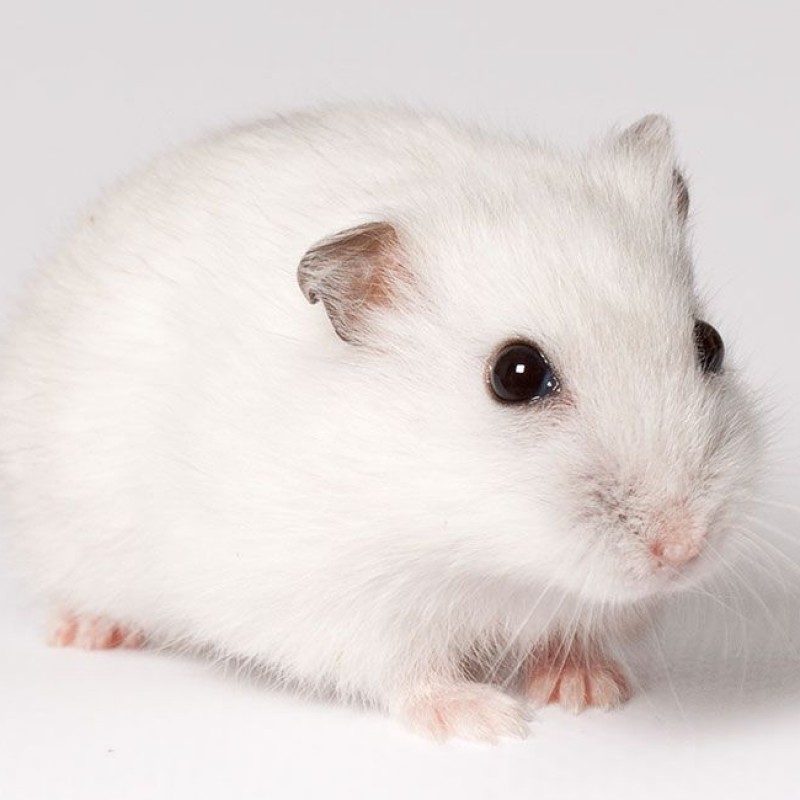 Hamster Winter White
