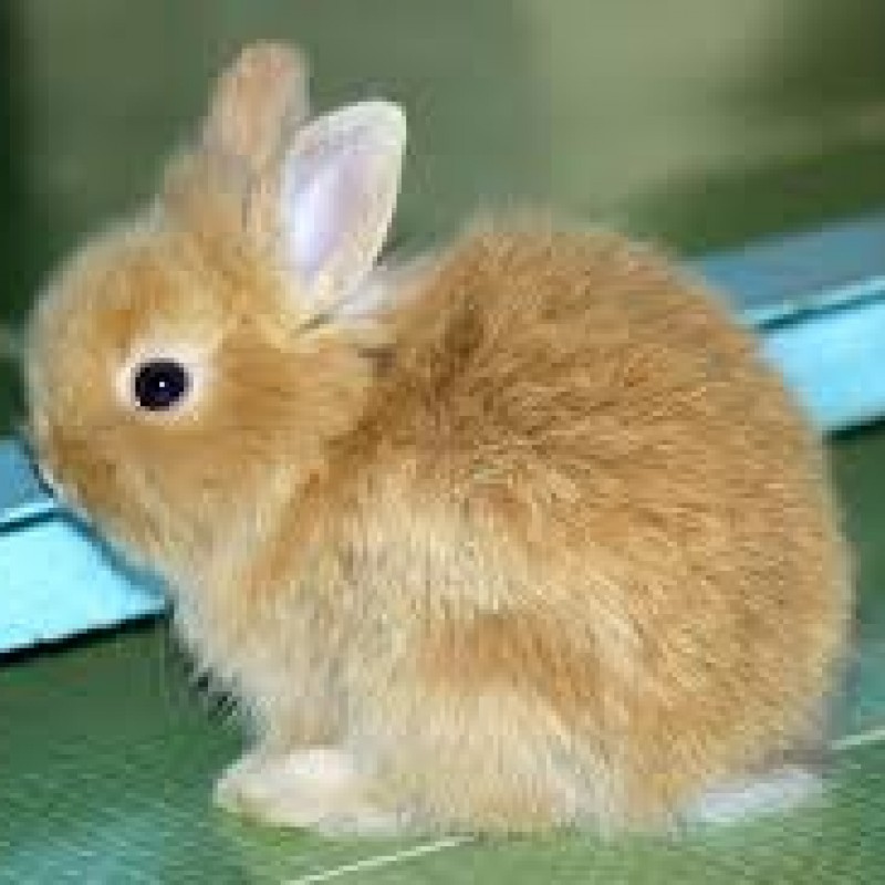 Thỏ Lông Xù