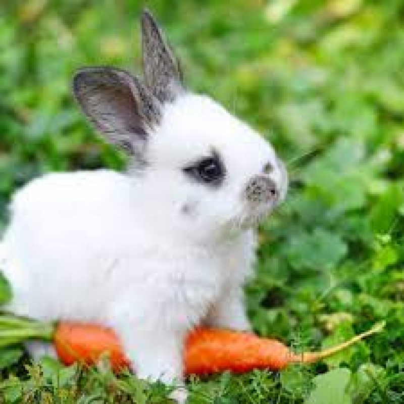 Thỏ Việt Nam