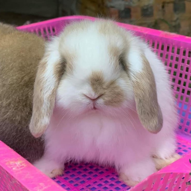 Thỏ Minilop