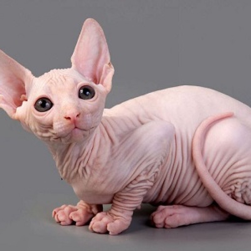 Mèo Sphynx 