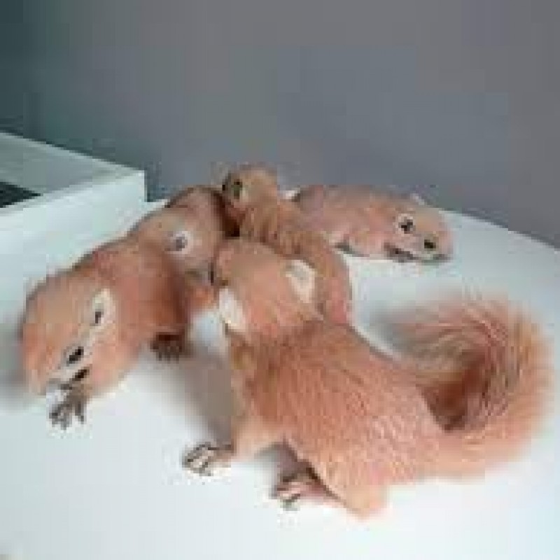 Sóc hồng Thái Lan